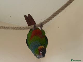 Conures birds Blue Throated Conure - Advert 2