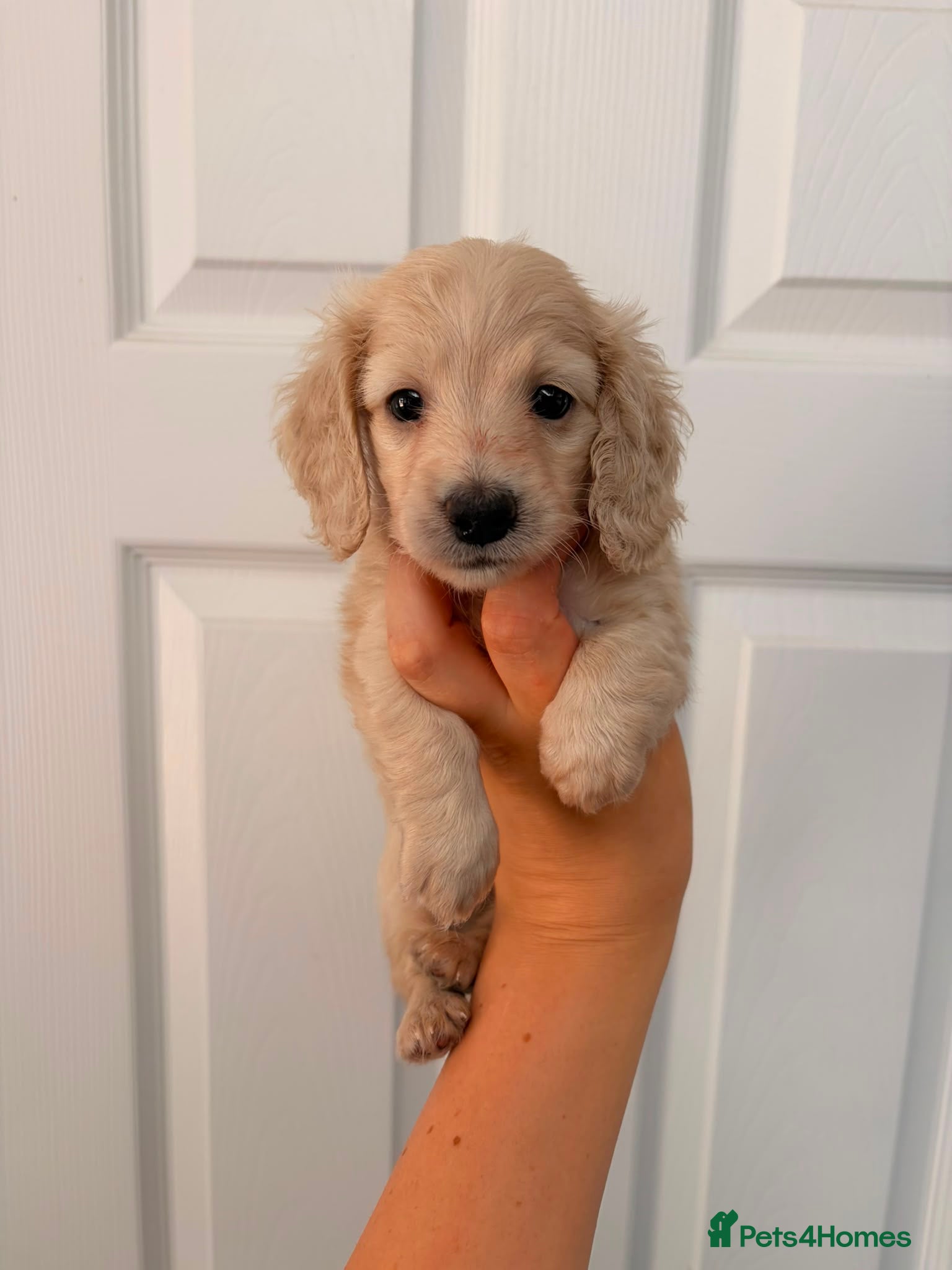 Miniature Dachshund dogs Quality cream mini dachshunds - Advert 1