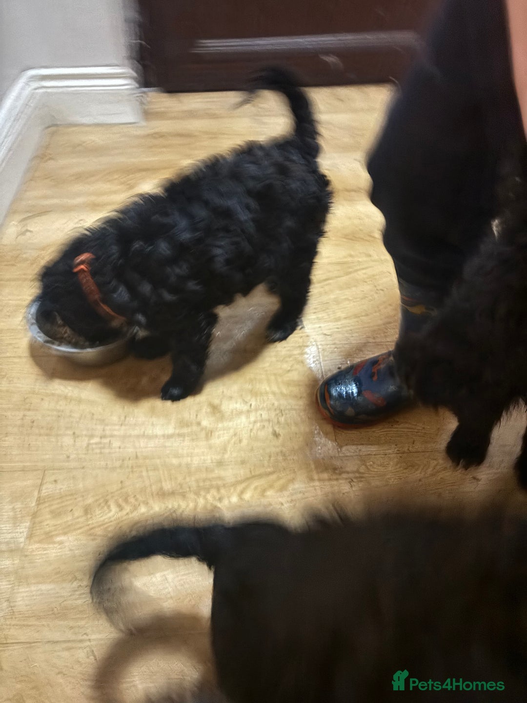 Cockapoo dogs for sale: Cockapoo for sale - Advert 8