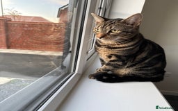 Bengal cats for sale: Max   - Advert 3