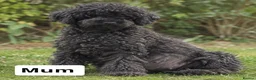 Miniature Poodle dogs for sale: Poodle puppies due September  - Advert 2
