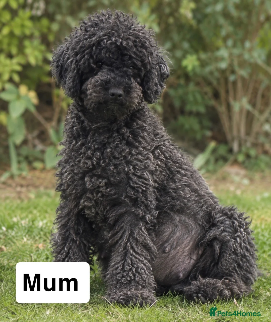 Miniature Poodle dogs for sale: Poodle puppies due September  - Advert 2