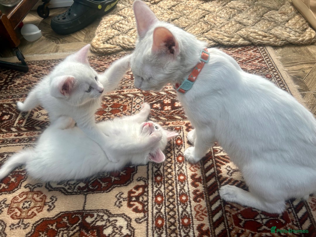 Turkish Angora cats for sale: Two beautiful Turkish Angora kittens  in Cambridge - Image 15