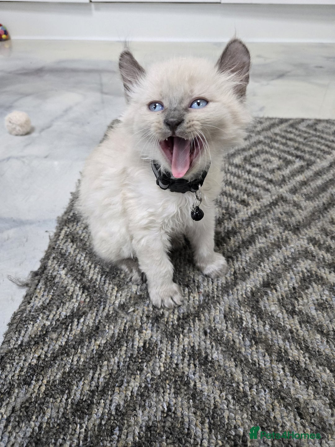 American Curl cats for sale: RARE, Unique, Affectionate American Curl Kittens!  - Advert 12