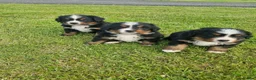 Bernese Mountain Dog dogs for sale: Bernese Mountain Dog Puppies  - Advert 3