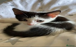 Mixed Breed cats for sale: Cat mixed  - Image 2