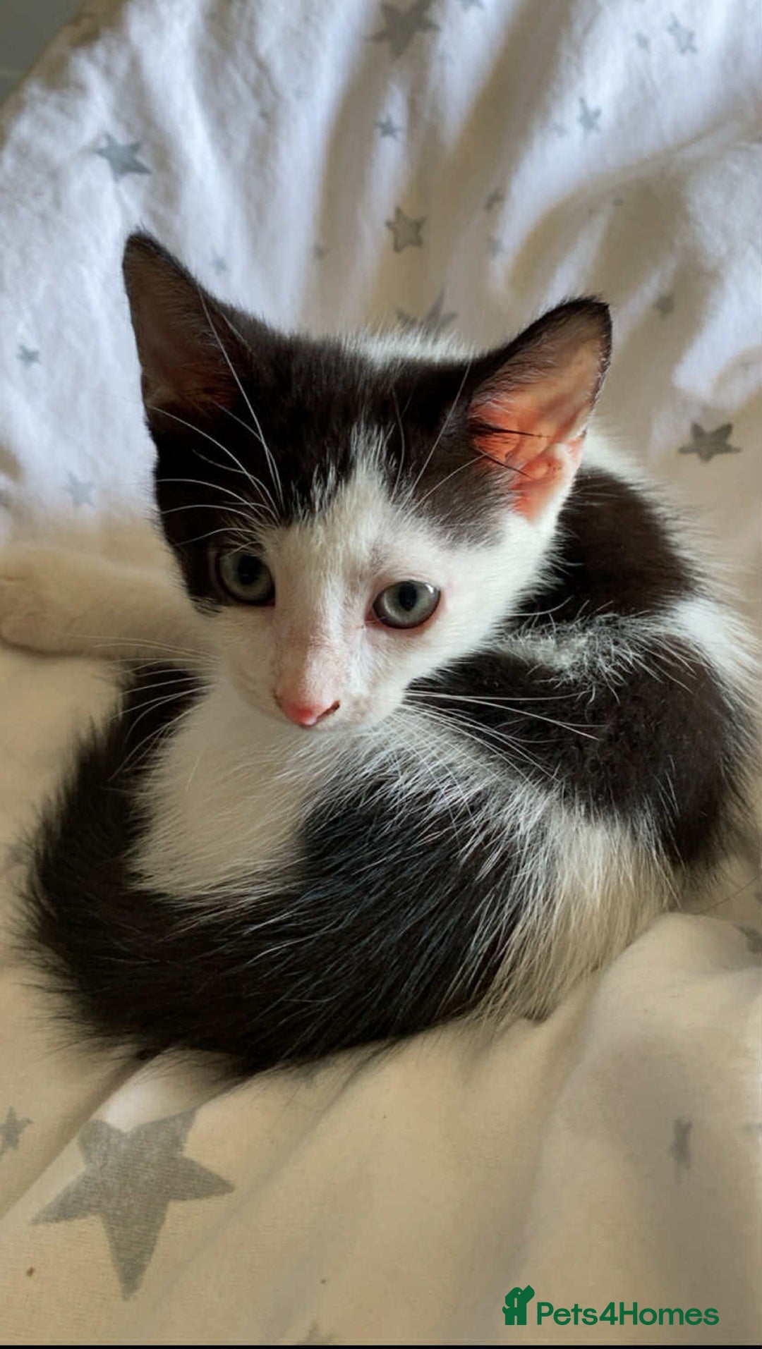 Mixed Breed cats for sale: Cat mixed  - Image 2