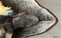 French Bulldog dogs for sale: Full pedigree French bulldog puppies  - Image 8