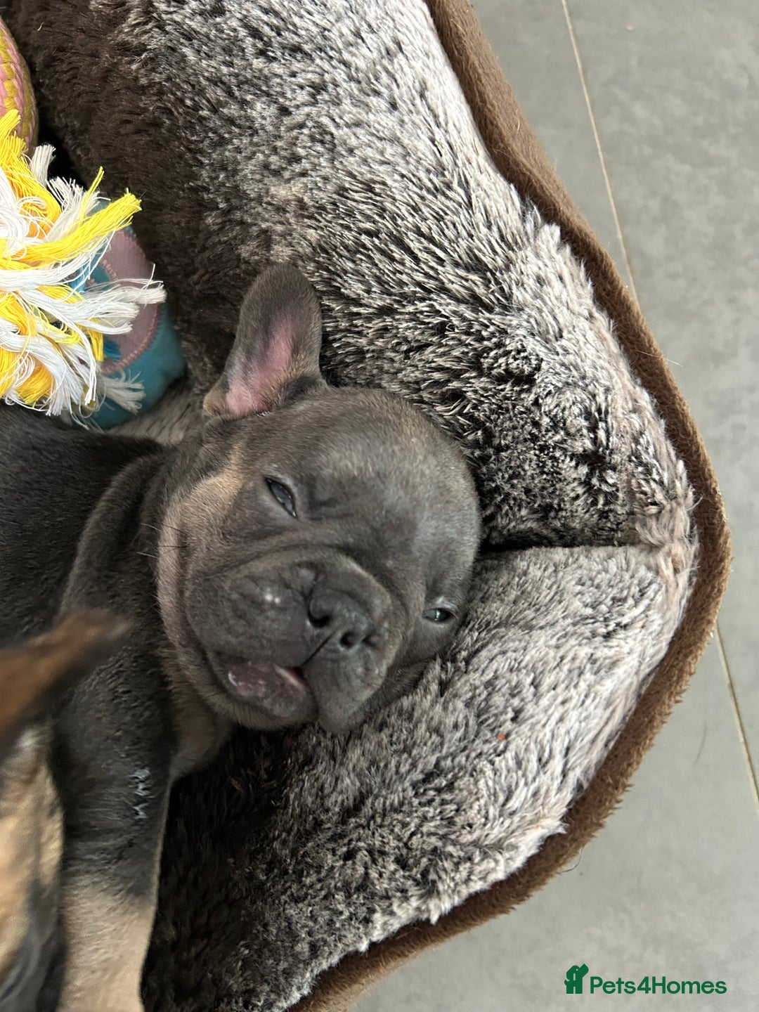 French Bulldog dogs for sale: Full pedigree French bulldog puppies  - Image 8