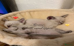Ragdoll cats for sale: Ragdoll x Oriental kittens  - Image 24