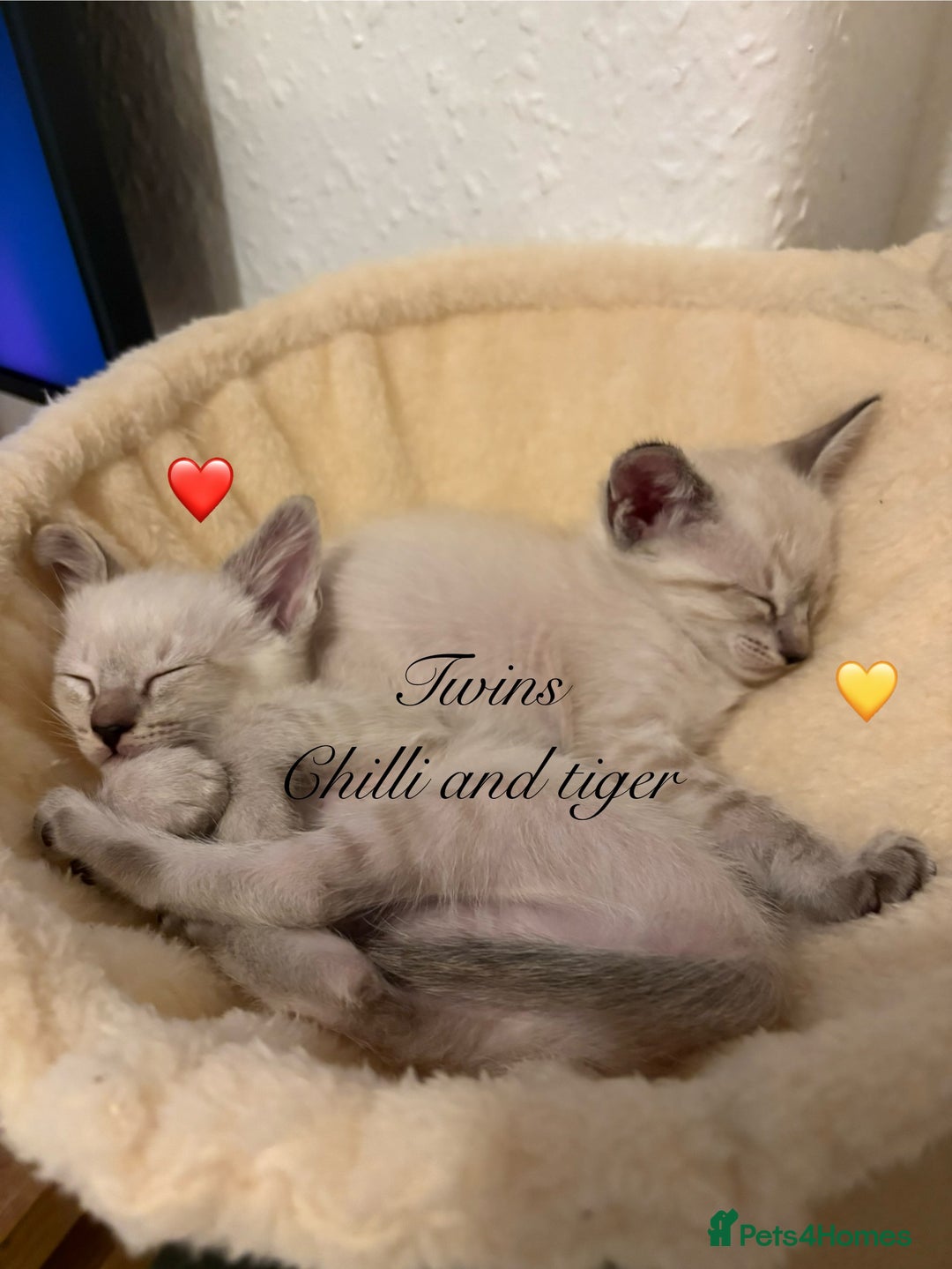 Ragdoll cats for sale: Ragdoll x Oriental kittens  - Image 24