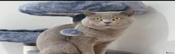 British Shorthair cats for sale: British blue shorthairs LAST 3 LEFT  - Advert 6