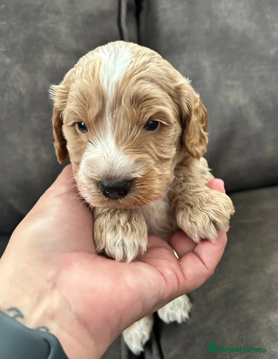 Cockapoo dogs for sale: Gorgeous Cockapoo puppies - Advert 2
