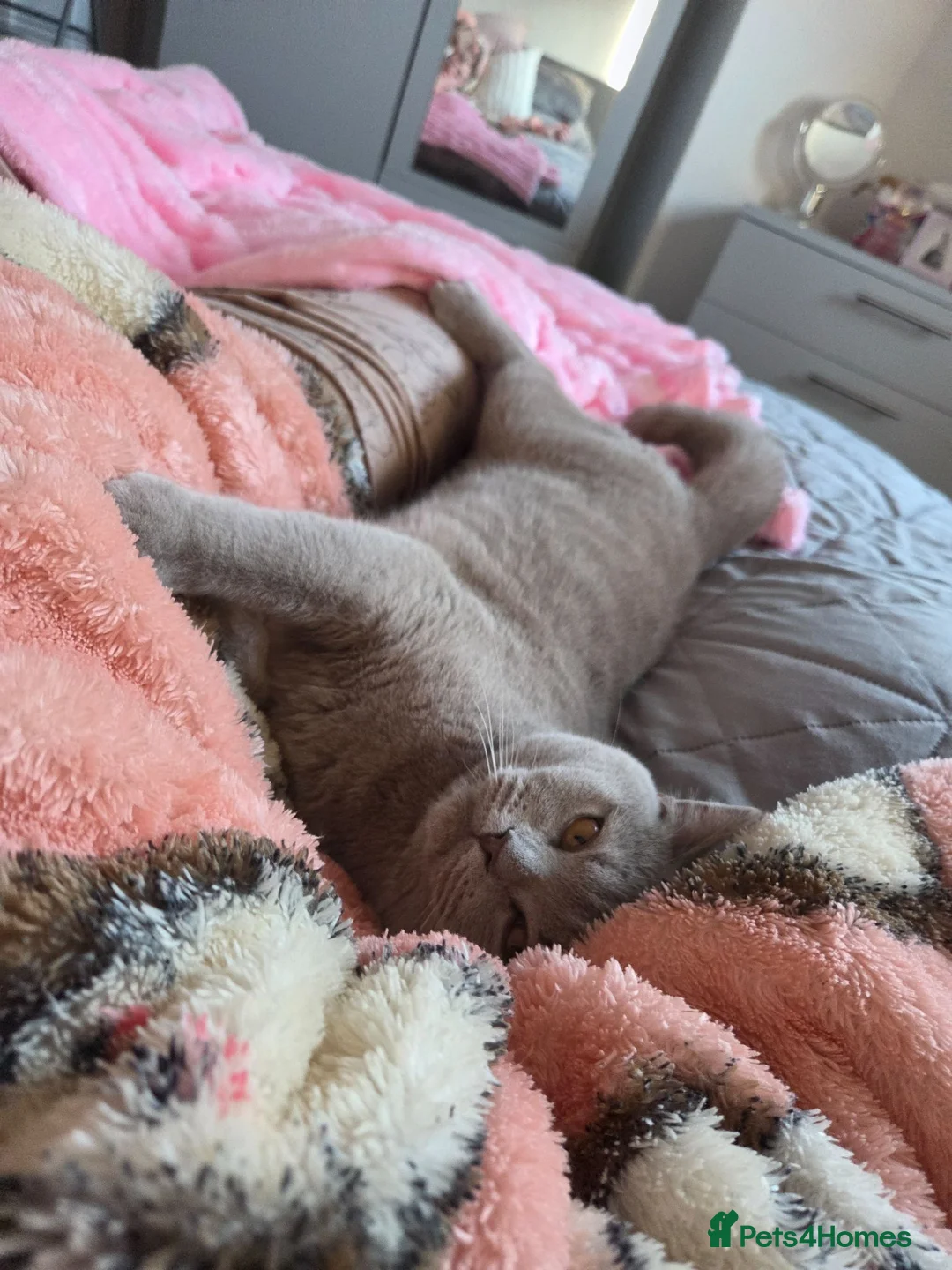 British Shorthair cats for sale: British Shorthair Male - Advert 3