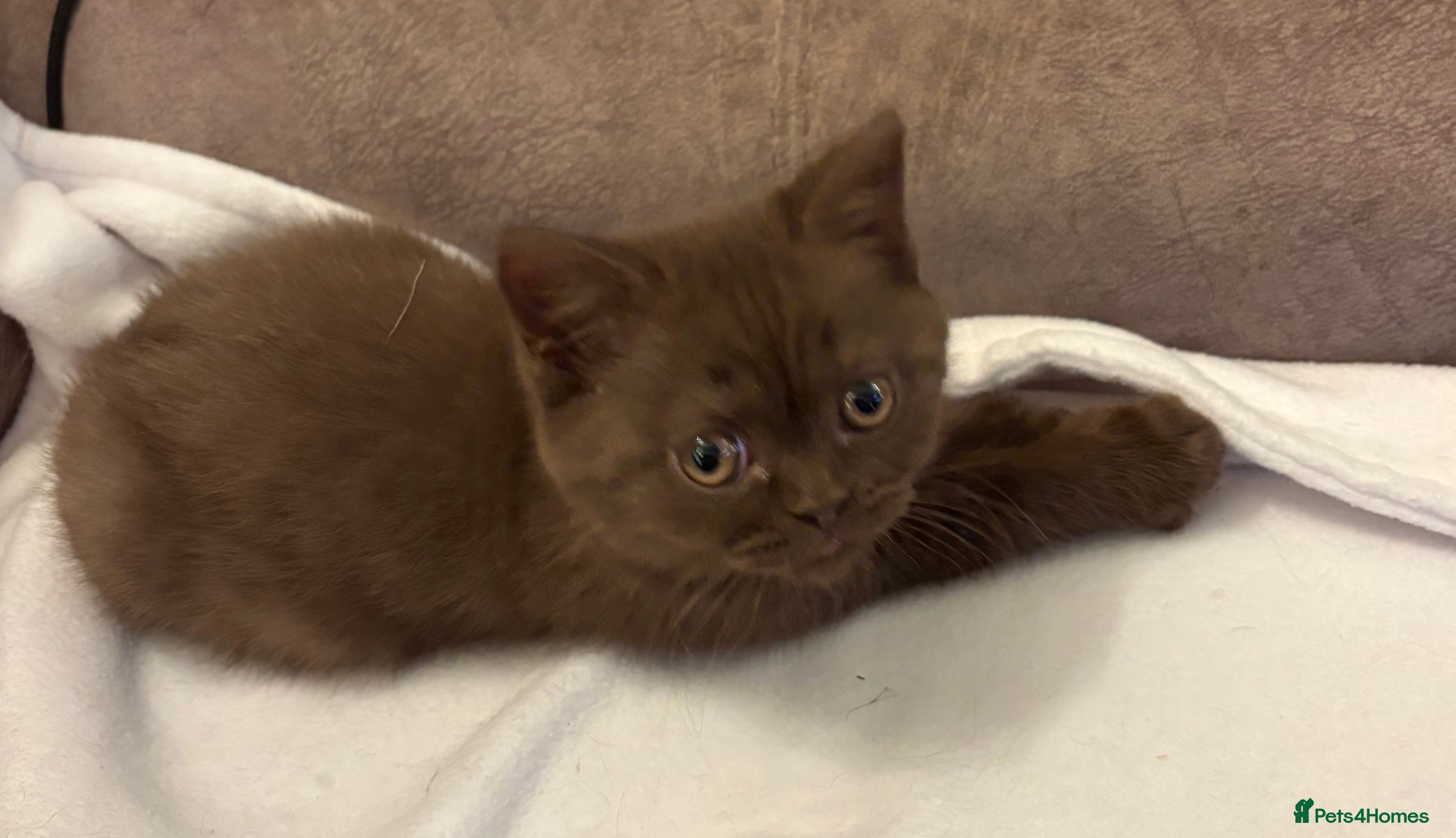British Shorthair cats Three stunning Chocolate female kittens available - Advert 1