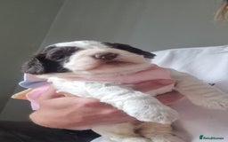 Cockapoo dogs for sale: Beautiful cockapoo boy  in Rotherham - Image 12