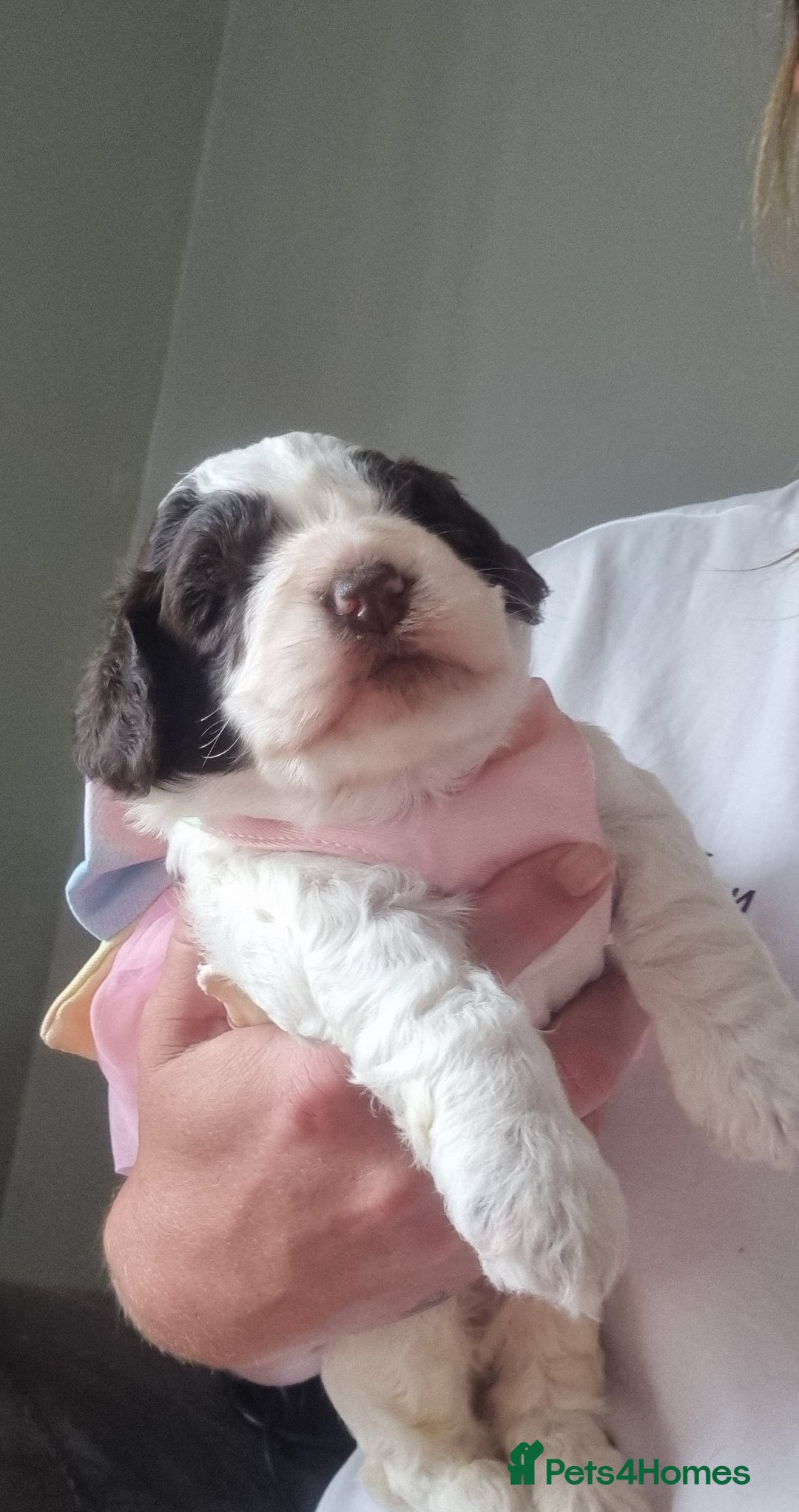 Cockapoo dogs for sale: Beautiful cockapoo boy  in Rotherham - Image 12