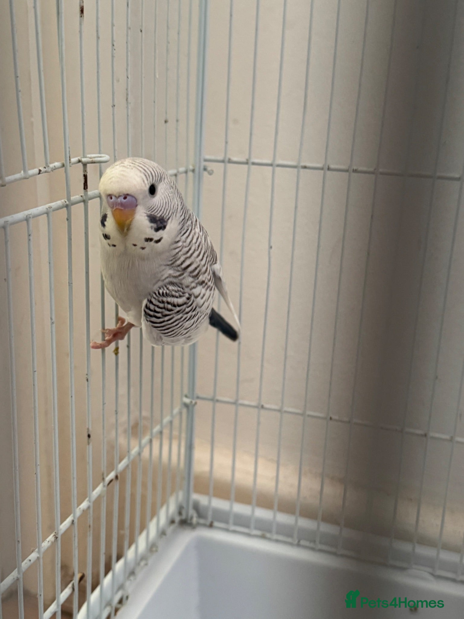 Budgerigars birds Budgies babies for sale - Advert 17