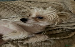 Chinese Crested dogs for sale: Chinese crested boy - Advert 3