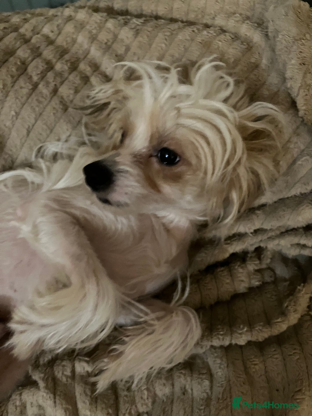 Chinese Crested dogs for sale: Chinese crested boy - Advert 3