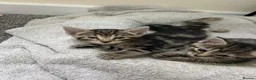 Mixed Breed cats for sale: Mixed Breed Tabby Shorthair Kittens in Sheffield - Advert 13
