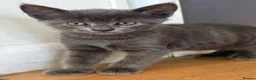 Mixed Breed cats for sale: Kittens for sale  - Advert 2
