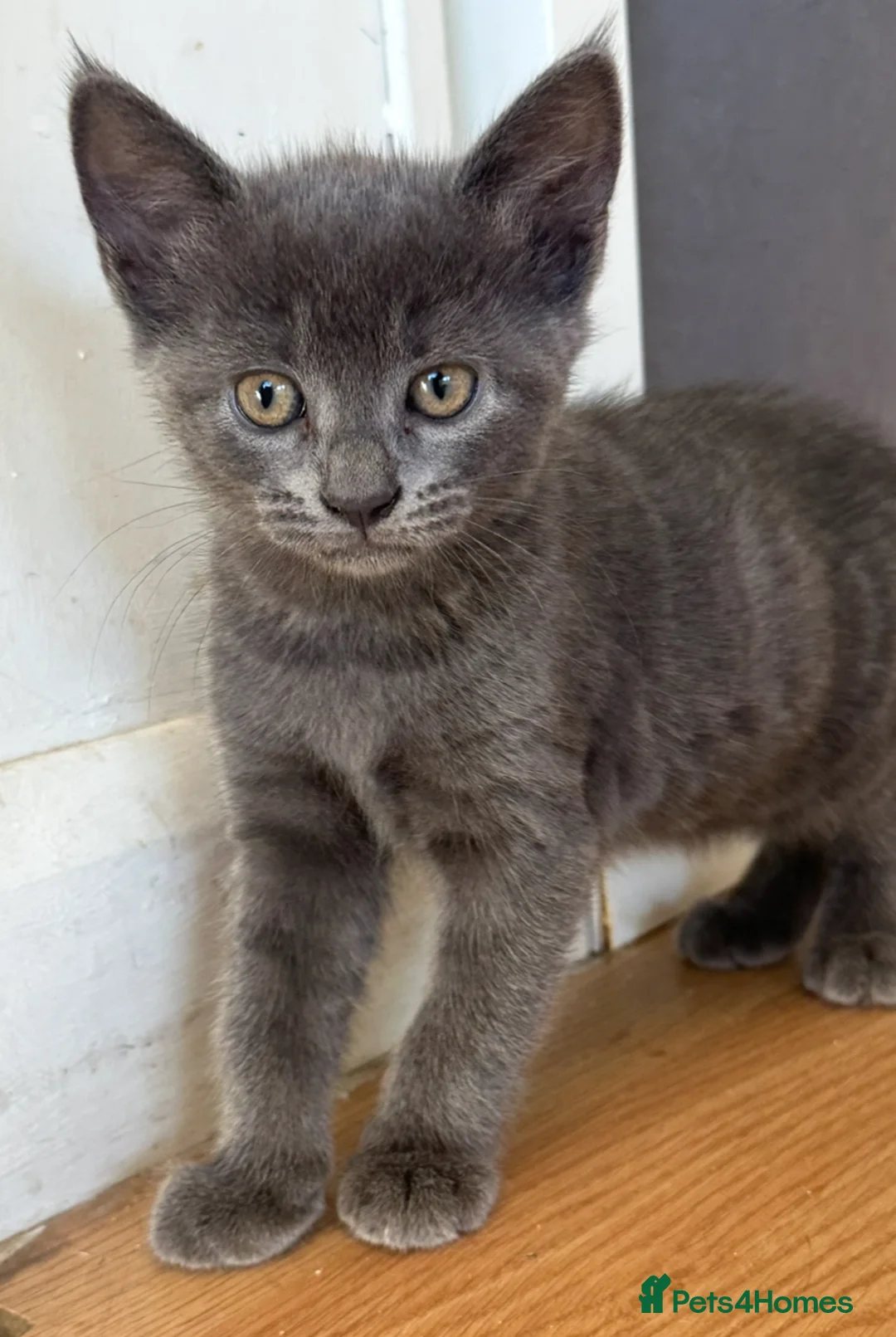 Mixed Breed cats for sale: Kittens for sale  - Advert 2