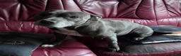 Staffordshire Bull Terrier dogs for sale: Kaya Staffordshire bull terrier kc register  - Advert 2