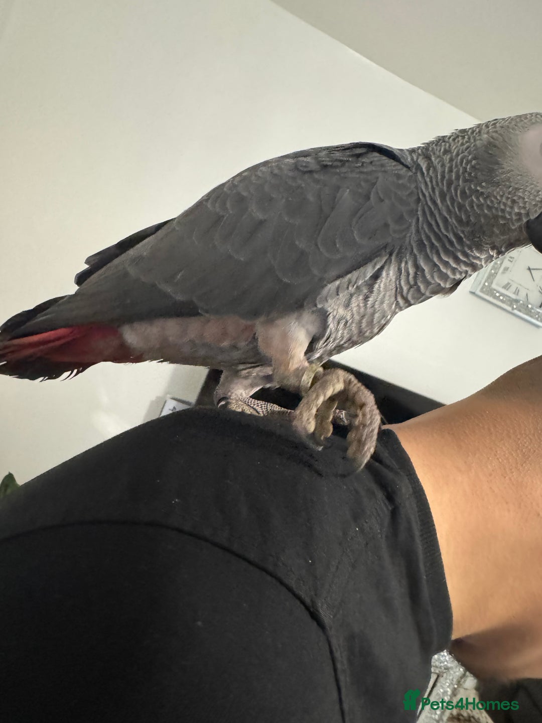 Parrots birds for sale: Hand reared  fully tame baby  African grey parrot  - Advert 9