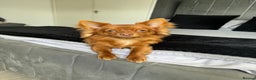 Chihuahua dogs for stud: Red long haired chihuahua for STUD - Advert 1