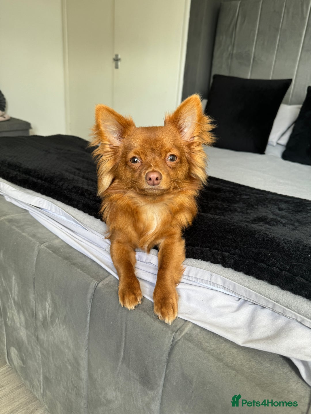 Chihuahua dogs for stud: Red long haired chihuahua for STUD - Advert 1