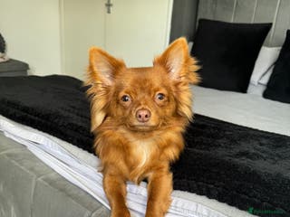 Chihuahua dogs Red long haired chihuahua for STUD - Advert 7