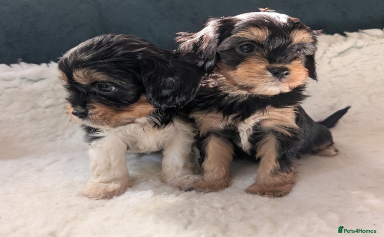 Cavapoo dogs - Advert 4