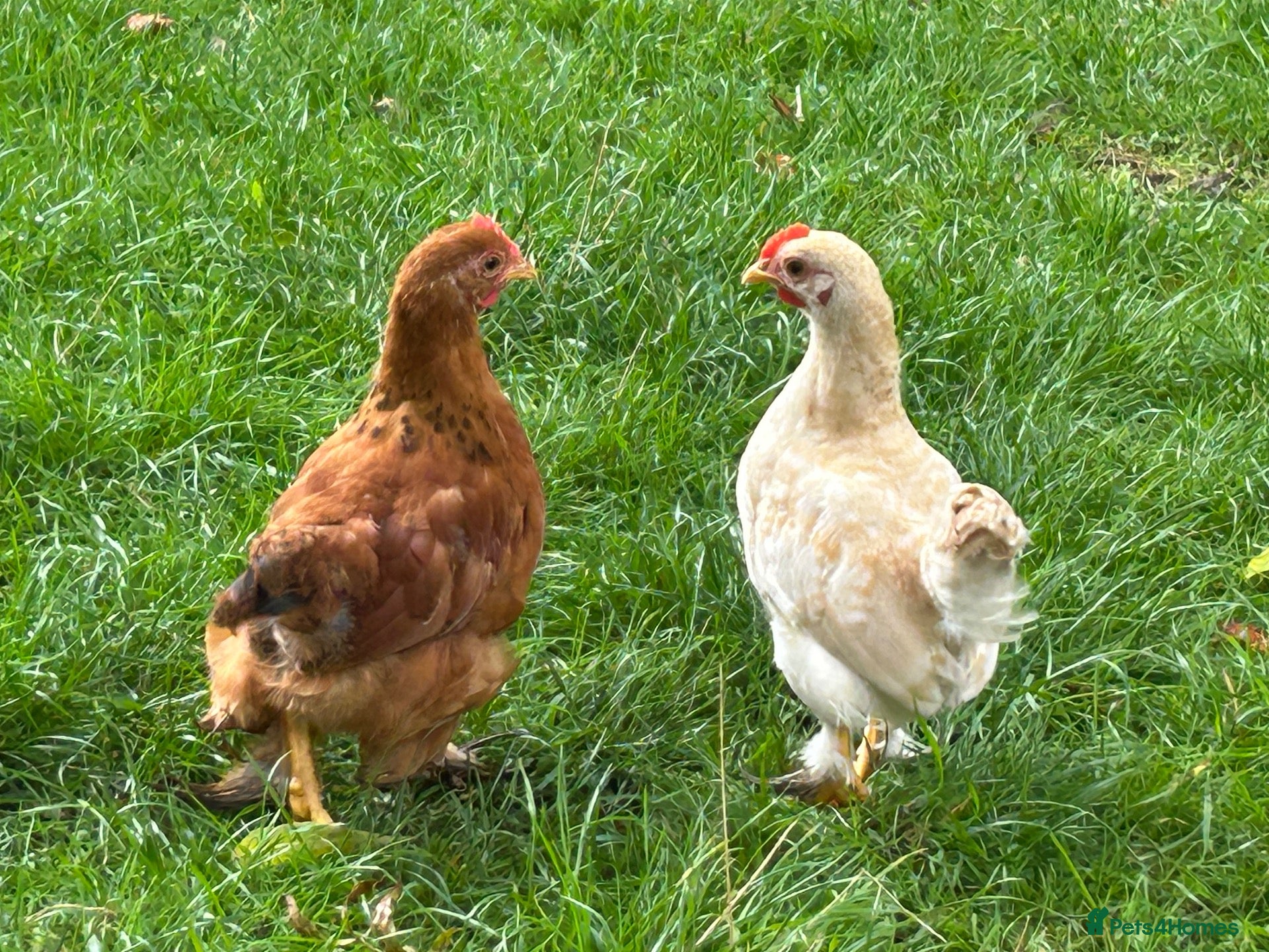 Chickens poultry Young cockerals - Advert 1