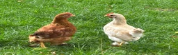 Chickens poultry for sale: Young cockerals in Marlborough - Advert 1