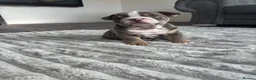 English Bulldog dogs for sale: 8 Week old English Bulldog puppies. - Advert 15