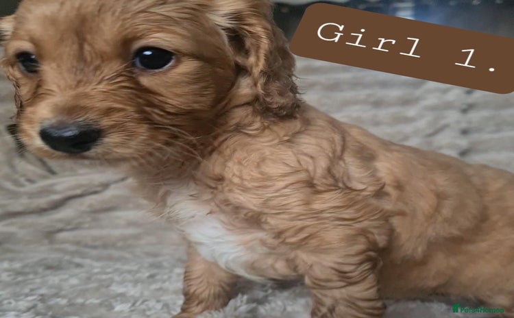Mixed Breed dogs - Advert 8