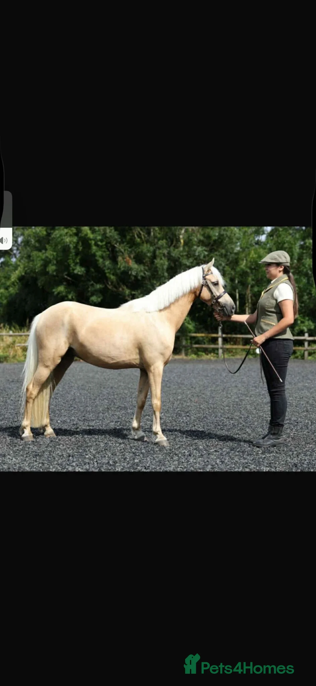 Welsh Section B horses for sale: Fun and forward PC show jumping pony - Advert 2