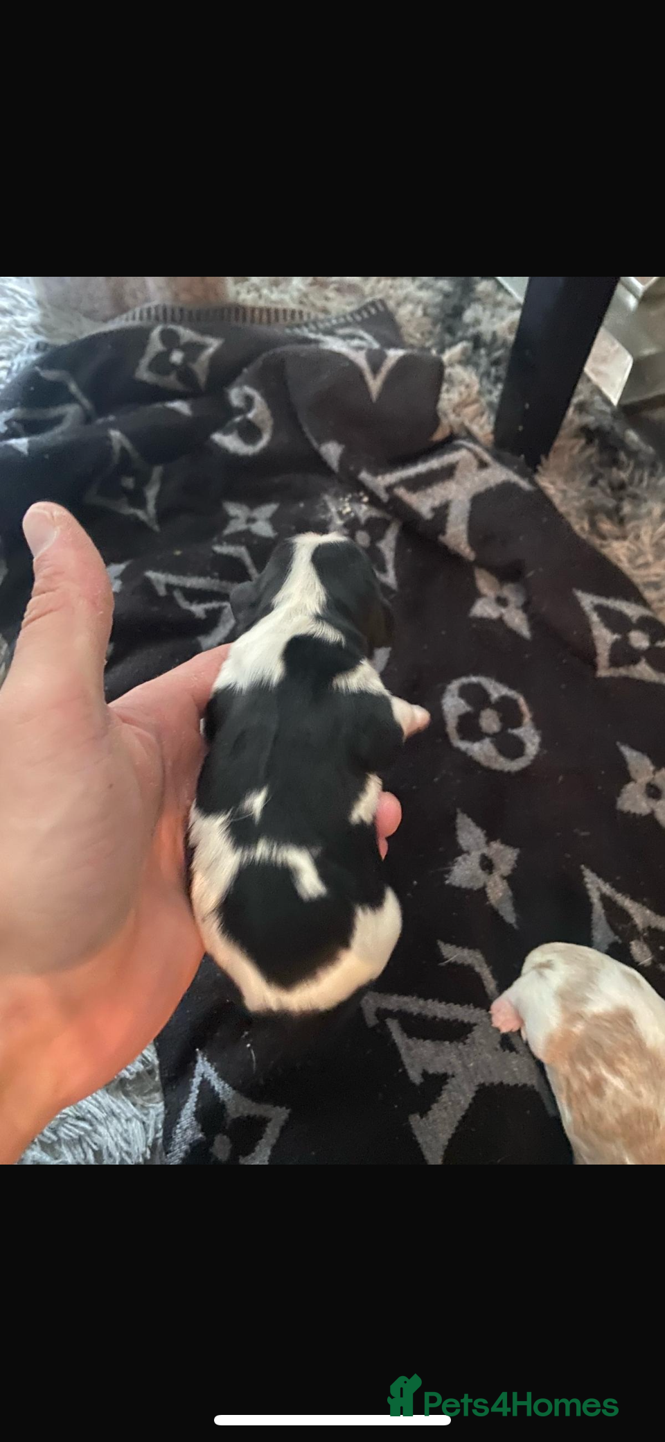 Cavalier King Charles Spaniel dogs for sale: Beautiful Cavalier King Charles Spaniel Puppies - Advert 2