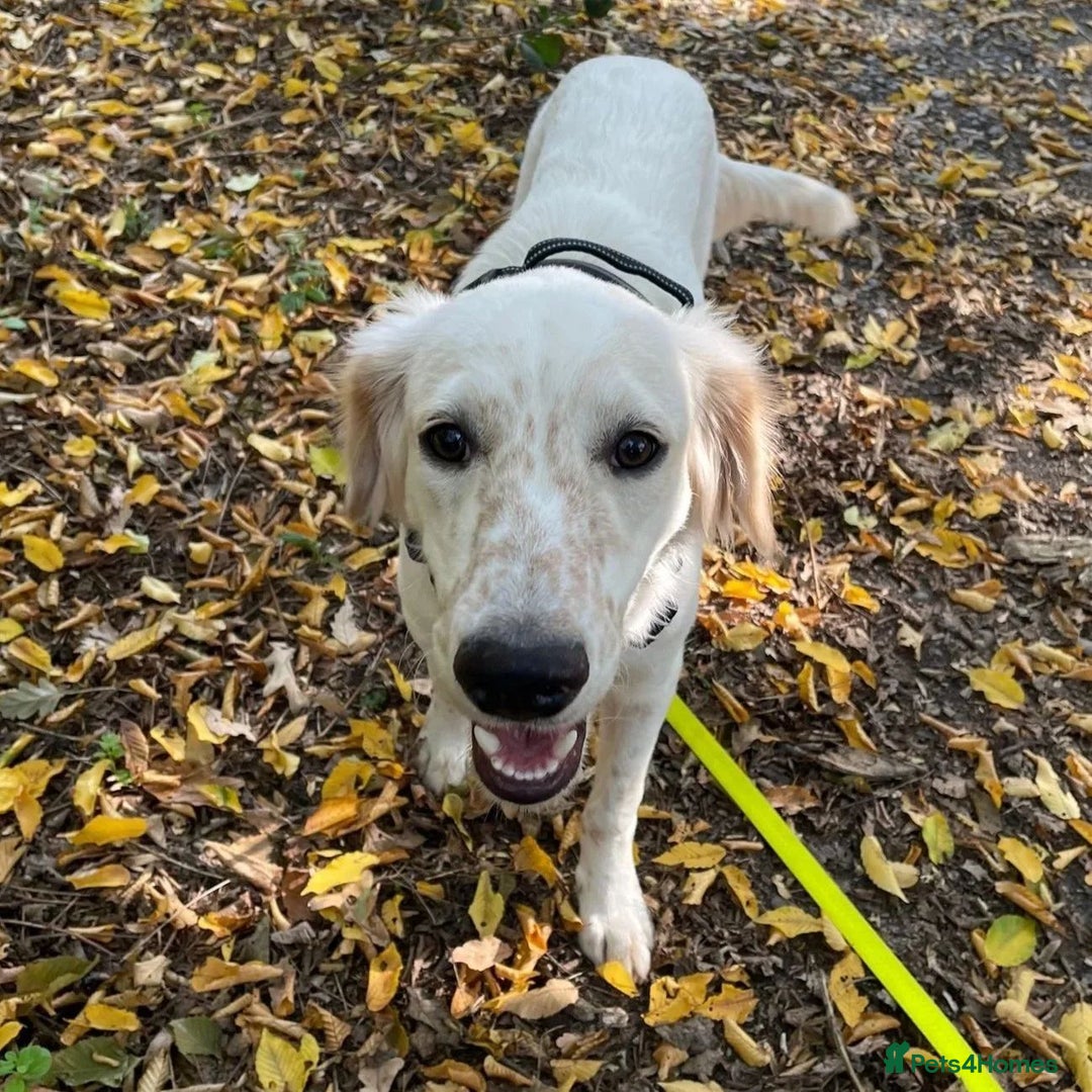 Mixed Breed dogs for adoption: Roo (Spaniel/Setter mix) - Image 3