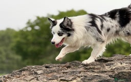 Border Collie dogs for stud: Blue Merle Border Collie Looking for Girlfriend - Image 6