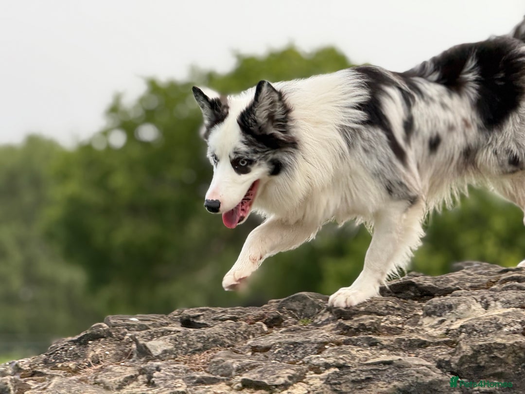 Border Collie dogs for stud: Blue Merle Border Collie Looking for Girlfriend - Image 6