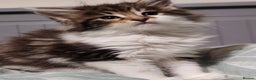 Maine Coon cats for sale: Maine coon kittens  - Advert 4