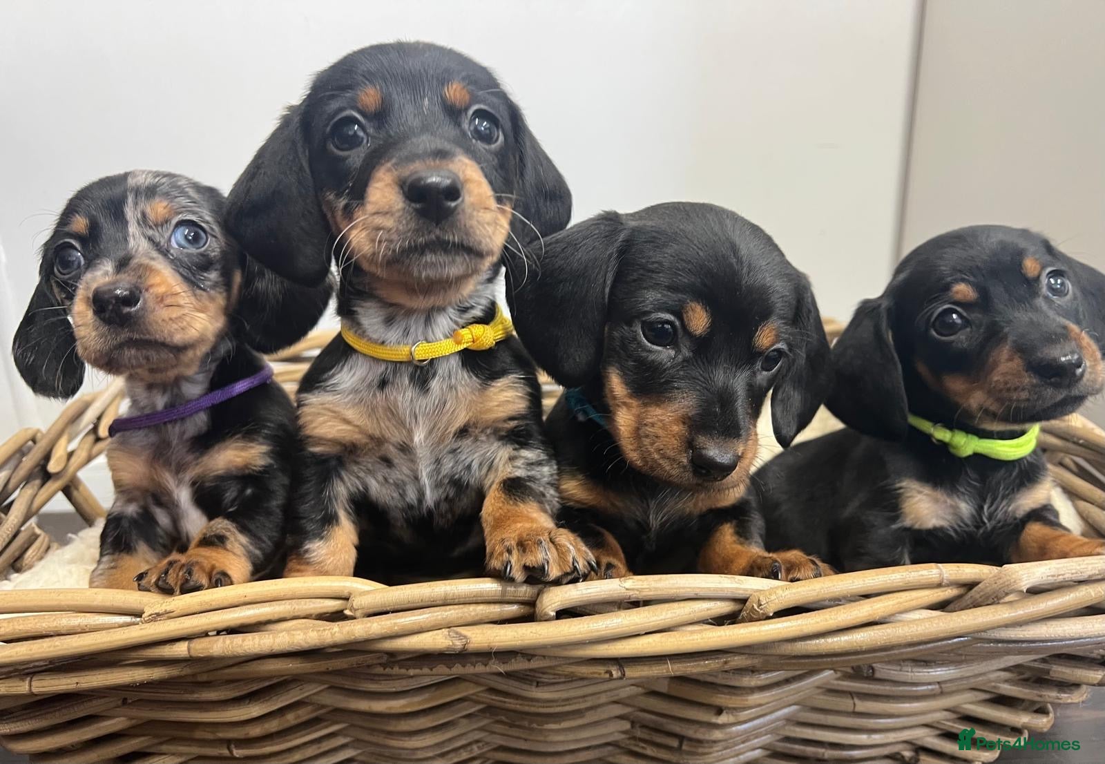 Miniature Dachshund dogs Miniature dachshunds ready for there new home - Advert 1