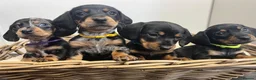 Miniature Dachshund dogs for sale: Miniature dachshunds ready for there new home - Advert 1