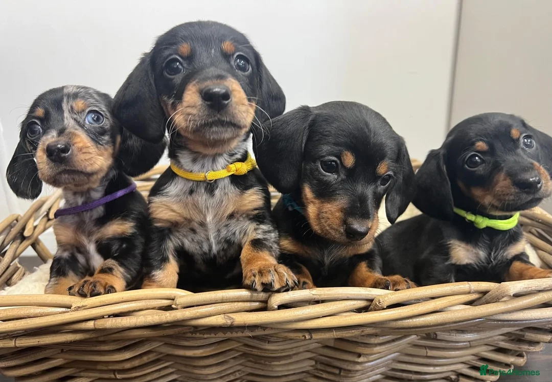 Miniature Dachshund dogs for sale: Miniature dachshunds ready for there new home - Advert 1