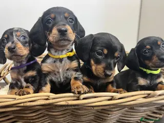 Miniature Dachshund dogs Miniature dachshunds ready for there new home - Advert 12