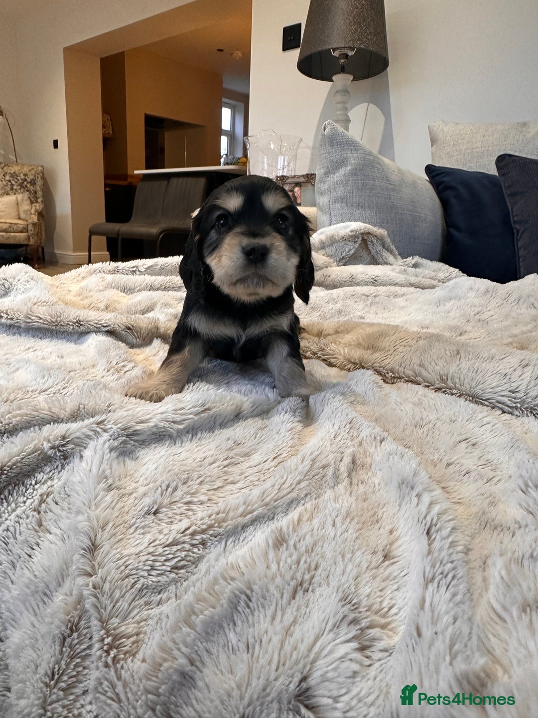 Cocker Spaniel dogs for sale: Stunning Working X Show Puppies. The Perfect Mix - Advert 3