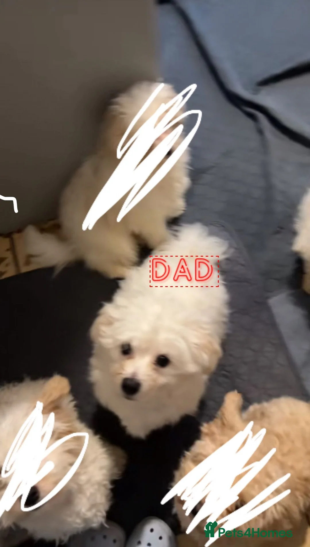 Maltipoo dogs for sale: 🐾Adorable 3 Month Old Male Maltipoo Puppy 🐾 in Doncaster - Advert 5