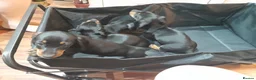 Dachshund dogs for sale: Gorgeous dachshund puppies - Advert 9